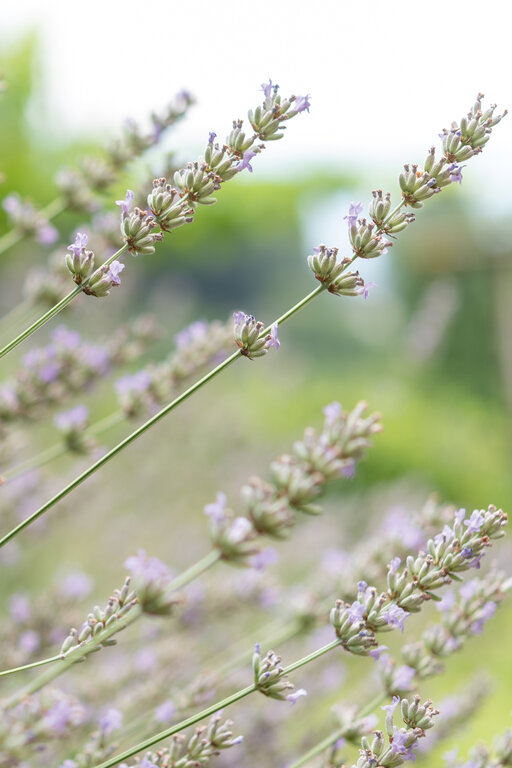 Natur rund um den Huberhof in Gratsch