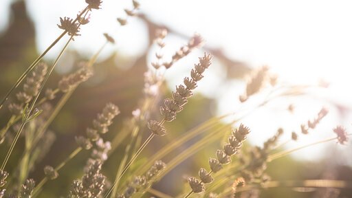 Duftender Lavendel im Sonnenlicht – Natur zum Genießen