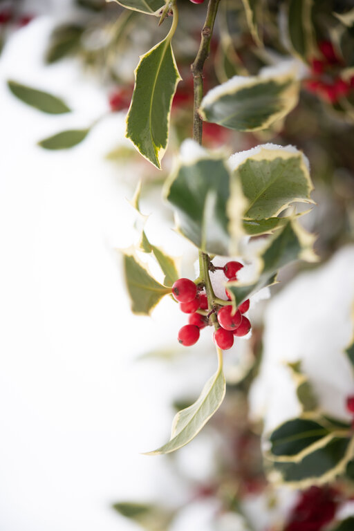 Ilex im Winter am Huberhof in Gratsch bei Meran
