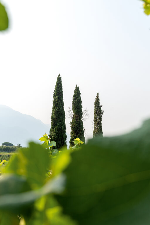 Familienurlaub im Huberhof mit herrlichem Ausblick