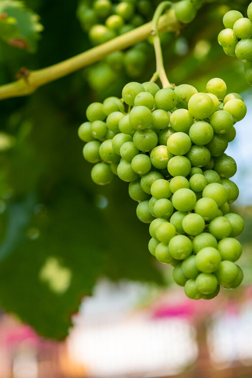 Urlaub in Südtirol inmitten von Weinreben