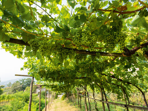 Weinreben am Huberhof in Gratsch