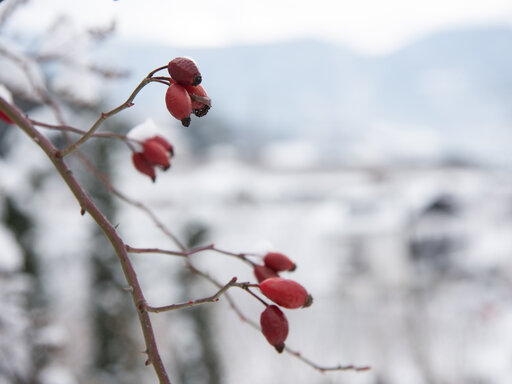 Huberhof: Hagebutten im Schnee 