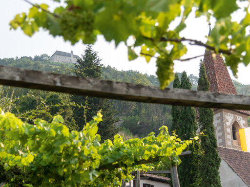 Weinberge beim Huberhof