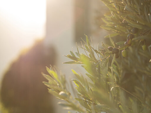 Olivenbaum mit reifen Oliven in goldenem Licht