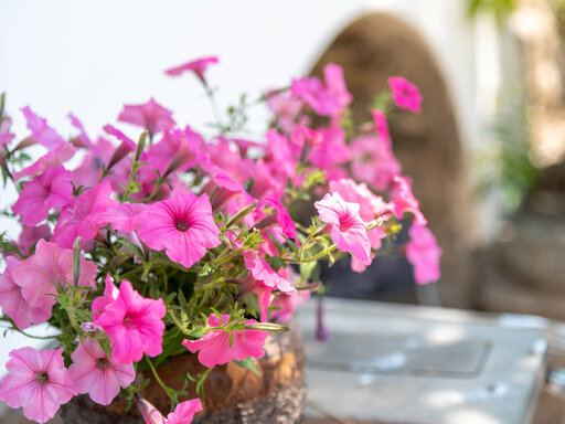 Blumen rund um den Huberhof bei Meran