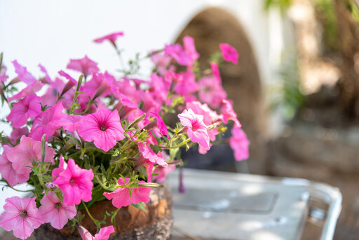 Blumen rund um den Huberhof bei Meran