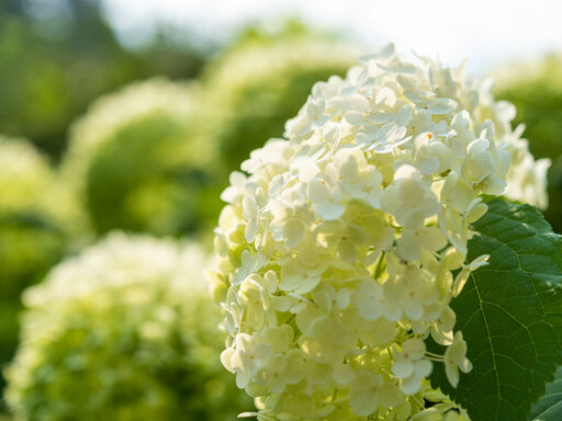 Blumen rund um den Huberhof