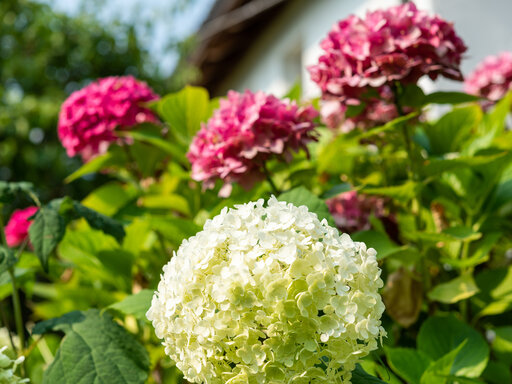 Urlaub im Huberhof mit Garten
