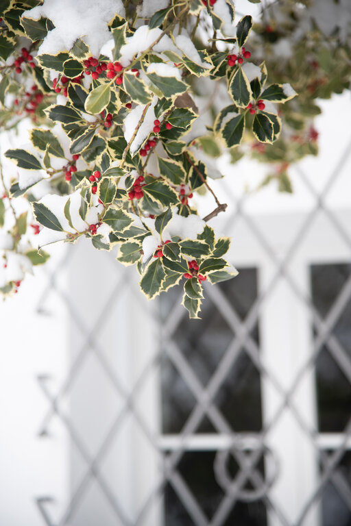 Ilex mit Schnee im Winter