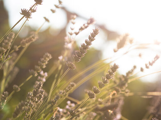 Blühender Lavendel im goldenen Abendlicht des Huberhofs